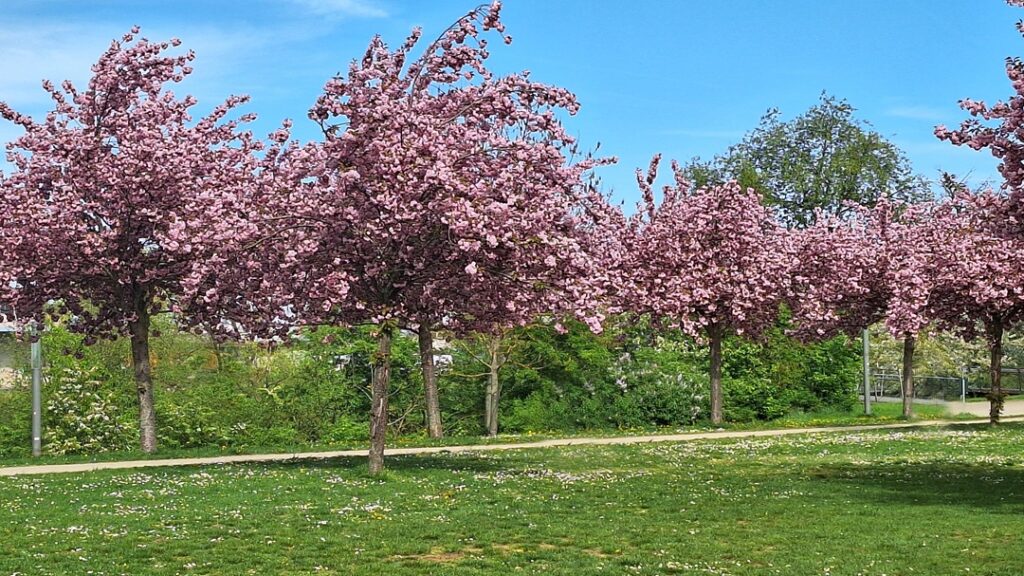 Bamberg - Kirschblüte auf der Erba-Insel, Norbert J. Seifert