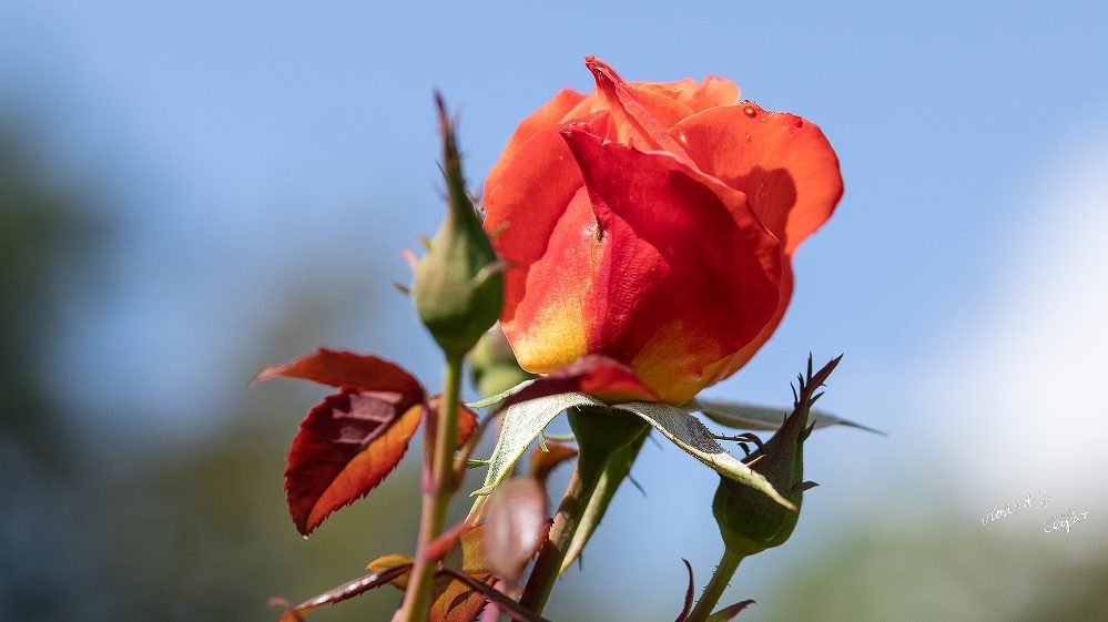 Rosa Hybrid Westerland - Frühling 2022